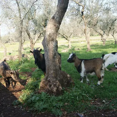 Arome Santeramo in Colle